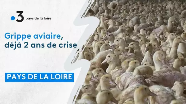 Grippe aviaire, bilan de bientôt 2 ans de crise