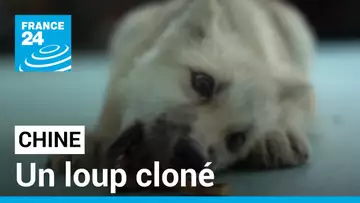 Chine : un loup arctique cloné pour la première fois • FRANCE 24