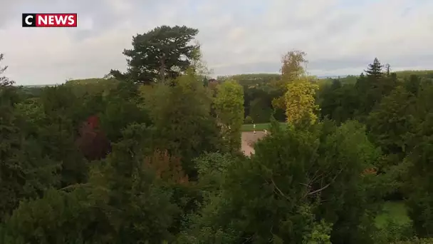 A la découverte des «arbres admirables» du Château de Versailles