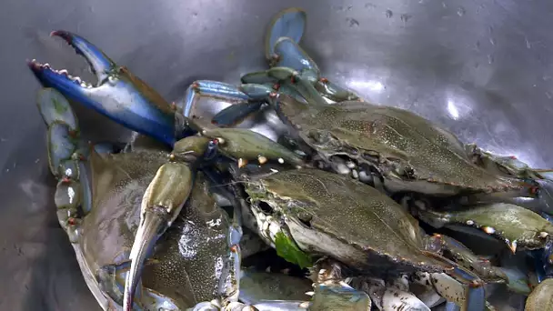 Etang de Canet-en-Roussillon : comment cuisiner le crabe bleu véritable fléau de la Méditerranée ?
