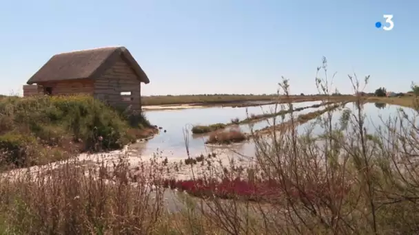 Série été : le musée Daviaud à la Barre de Monts