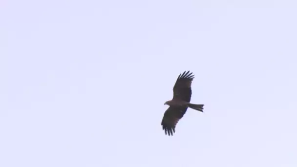 Dans le Puy-de-Dôme, les oiseaux du Bec de Dore touchés par la sécheresse
