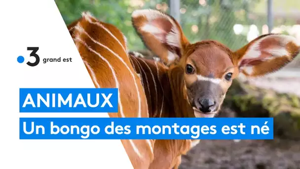 Première naissance d'un bongo, une espèce d'antilope en danger d’extinction, au zoo de Mulhouse