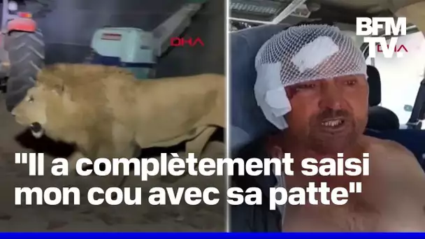 Turquie: un lion s'échappe d'un zoo et attaque un ouvrier agricole avant d'être abattu