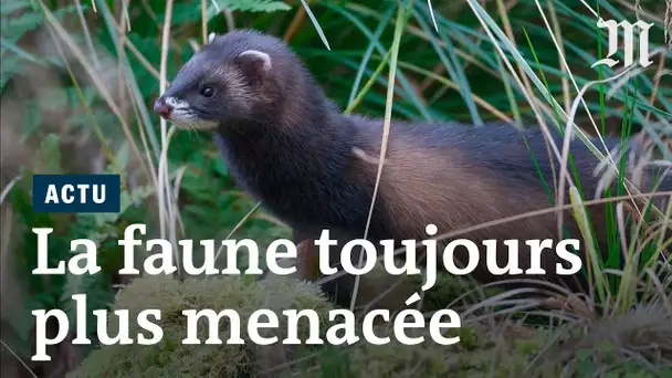 Le déclin de la faune française en chiffres