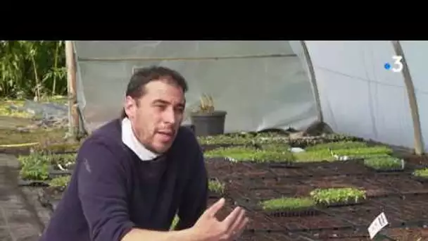 Confinement : les pépiniéristes autorisés à livrer semis et plants