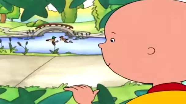 Caillou et L'observation D'oiseaux | Caillou en Français