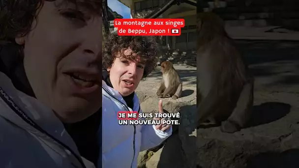 Mon pote singe au Japon !