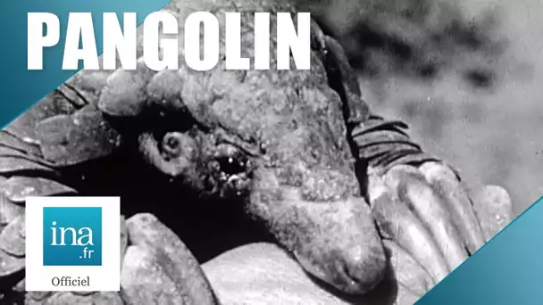 1962 : À la découverte du pangolin | Archive INA