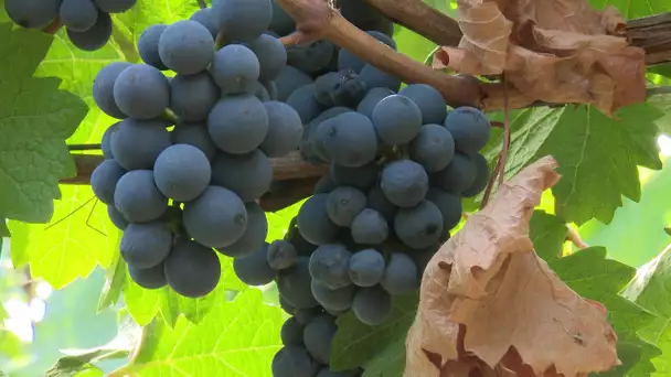 Charcenne (70) : les vendanges si particulières du vignoble Guillaume