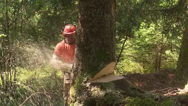 "Vis ma vie de bûcheron" en forêt de Belledonne