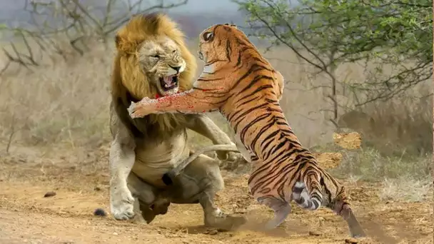 LION VS TIGRE … QUI GAGNERAIT LE COMBAT ?