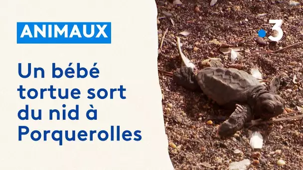 Var : les bébés tortues quittent leur nid pour découvrir la mer