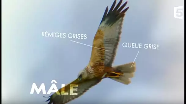 Cet oiseau se travestit pour séduire  - ZAPPING SAUVAGE