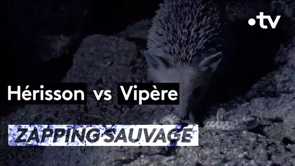 Hérisson VS Vipère - ZAPPING SAUVAGE
