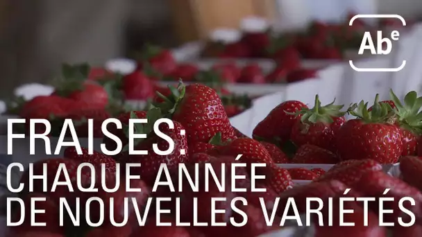 A Bon Entendeur | Fraises : de nouvelles variétés chaque année