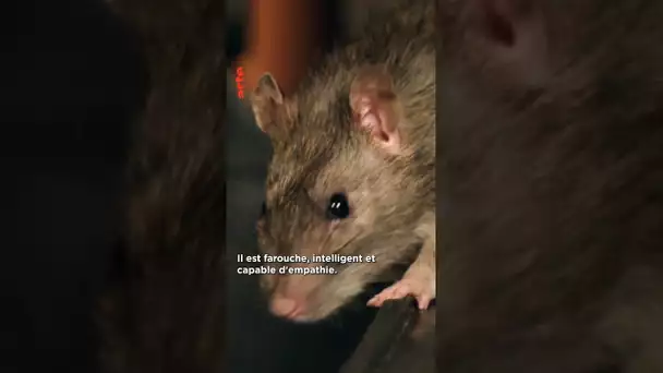 Téma la taille (et les capacités) du rat 🐀 #rat