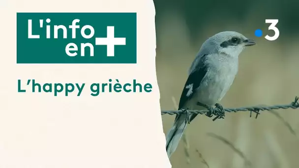 L'info en plus : l'Happy Grièche