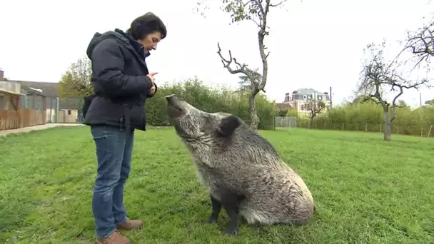 Quand les animaux deviennent des stars du cinéma