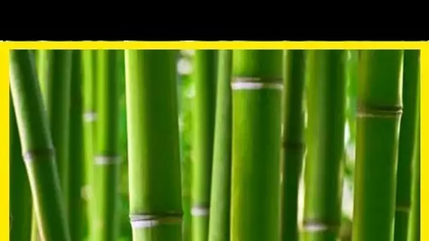 Les utilisations thérapeutiques du bambou