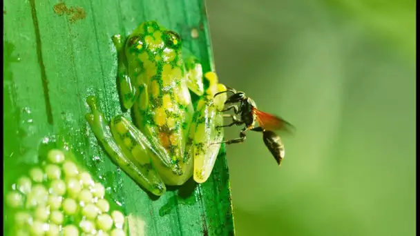 Grenouille Taekwondo VS Guêpe Infernale - ZAPPING SAUVAGE