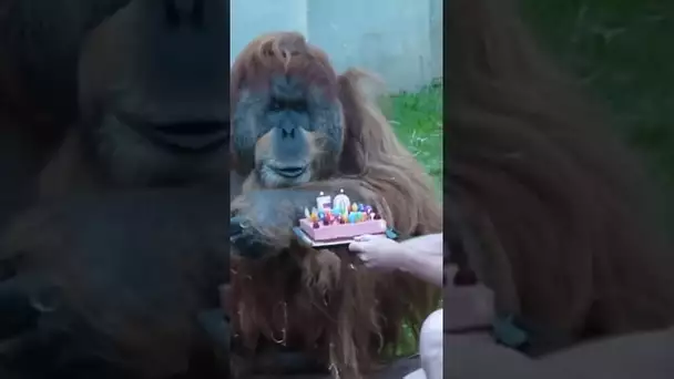 Son incroyable histoire avec …un orang outan #short