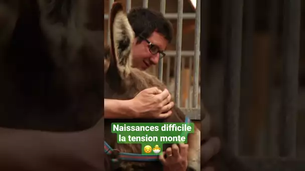 Bébé animaux : Les secrets naissances au zoo 😔🐣