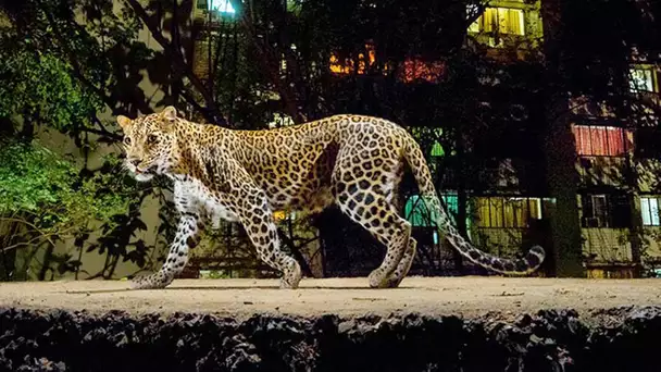 Un léopard chasse dans Bombay tranquille - ZAPPING SAUVAGE