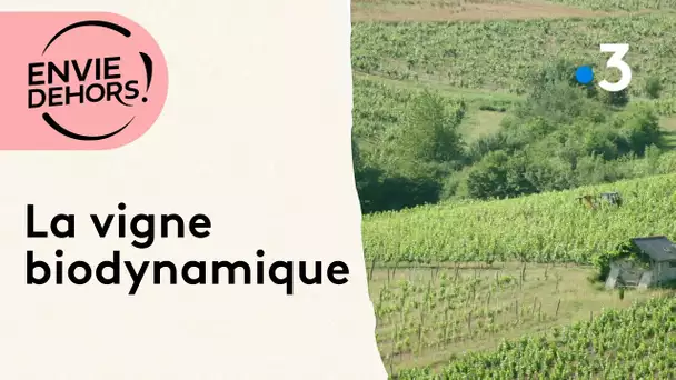 Bruno Richard produit des vins en biodynamie dans les coteaux du Layon