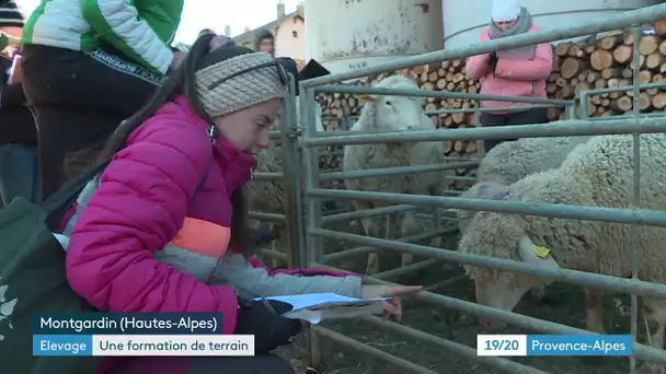 Hautes-Alpes : un concours de jugement de bétail pour se préparer au salon de l'agriculture
