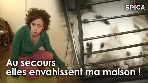Au secours, elles envahissent ma maison !