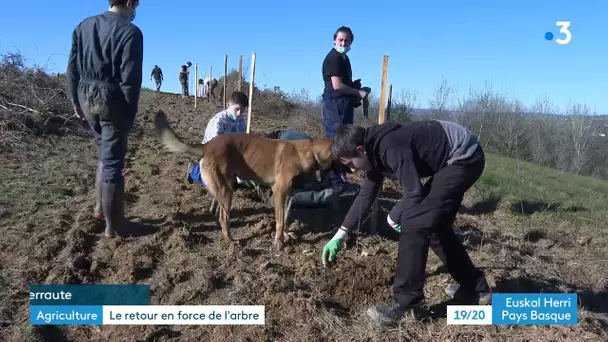 Plantation d'arbres dans une ferme de Domezain au Pays basque