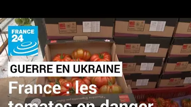 Guerre en Ukraine : les tomates françaises en danger • FRANCE 24