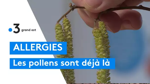 Météo : les plantes bourgeonnent déjà, attention aux allergies aux pollens