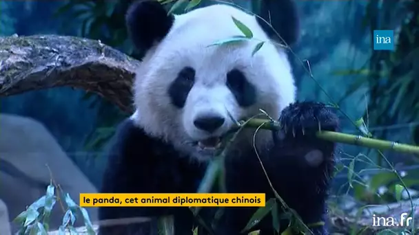 Le panda, cet animal diplomatique chinois | Franceinfo INA