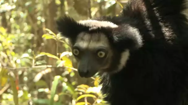 Lémuriens de Madagascar