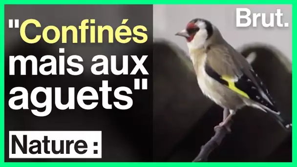 Le défi de la Ligue pour la Protection des Oiseaux