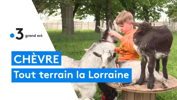 Les races lorraines d'animaux : les chèvres lorraines