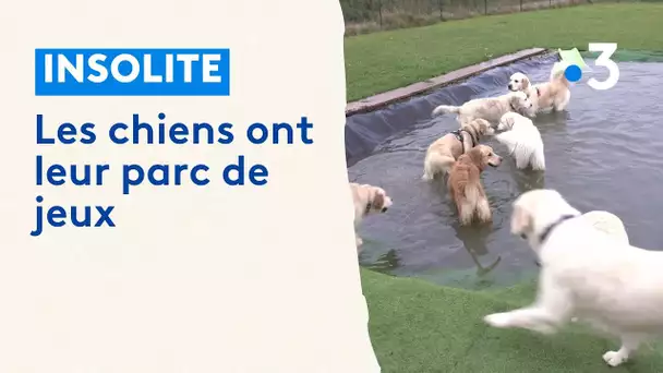 Dans ce parc de jeux pour chiens, les toutous s'ébattent en liberté avec leurs congénères