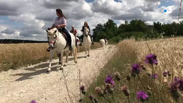 Et si vous partiez pour une balade à cheval à travers les vignes dans l’Yonne ?