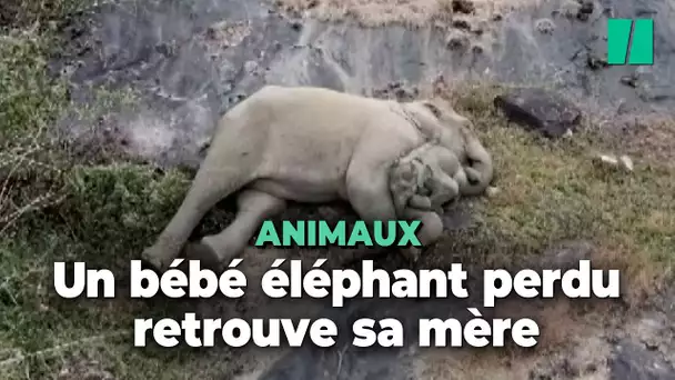 Les adorables retrouvailles de cette éléphante avec son bébé perdu dans une réserve naturelle