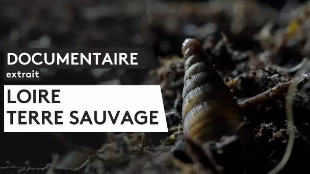 Documentaire. "Loire, terre sauvage" [Extrait]