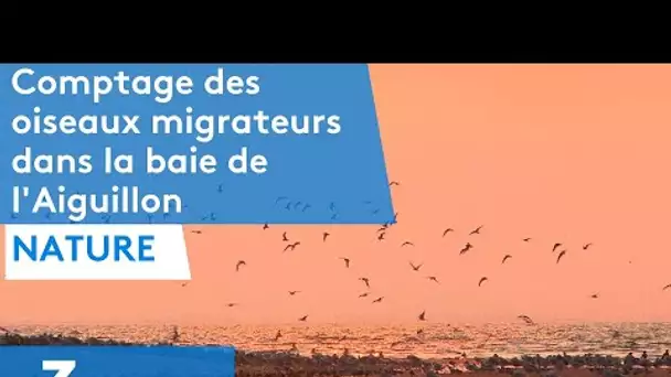 comptage des oiseaux migrateurs dans la baie de l'Aiguillon