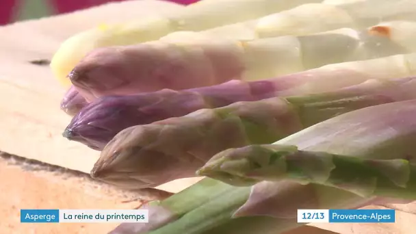 Vaucluse : la saison des asperges est ouverte