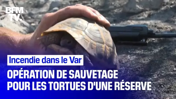 Incendie dans le Var: opération de sauvetage pour les tortues d'une réserve