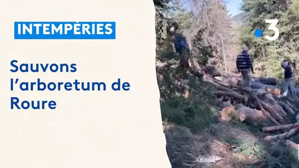 L'arboretum de Roure dévasté par la tempête, des bénévoles interviennent