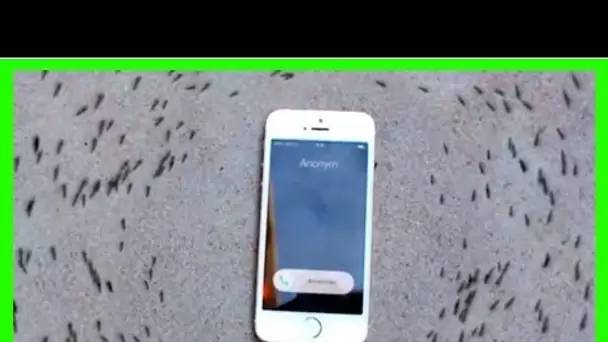 Une étude révèle les effets des ondes des téléphones portables sur les fourmis … Effrayant, mais VR