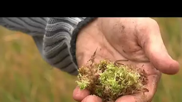 Une tourbière, ça s’entretient ! Exemple à Ménétréol-sur-Sauldre dans le Cher