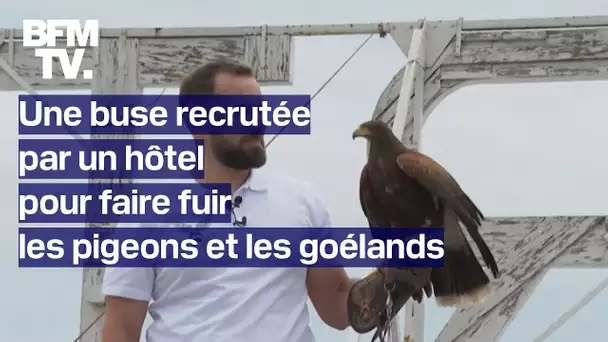 L’hôtel Martinez recrute une buse pour faire fuir les pigeons et les goélands