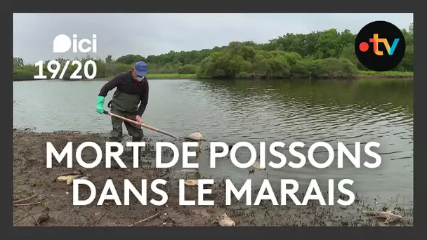Pourquoi le marais de Goulaine subit une importante mortalité de poissons ?
